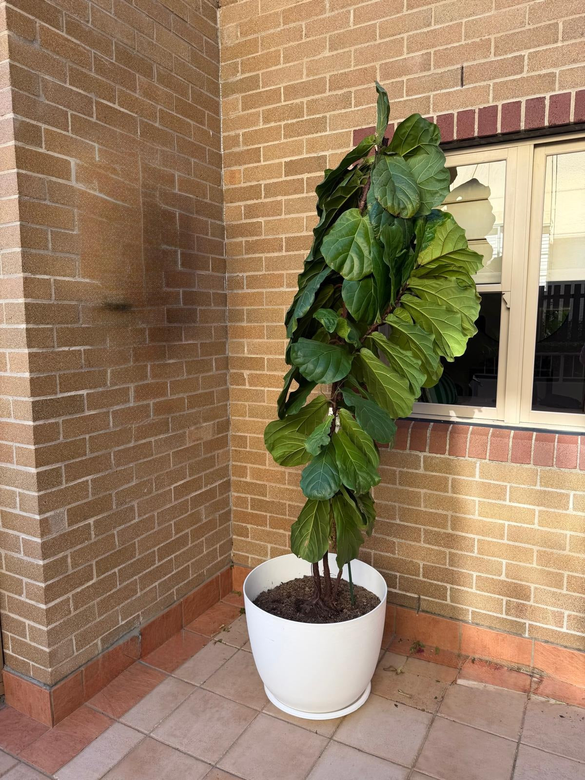 Large Potted Fiddle Leaf Fig Tree 2m Tall Statement Plant - Image 2