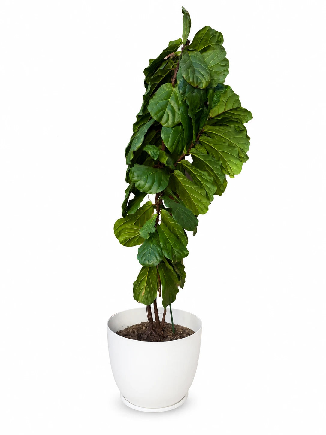 Large Potted Fiddle Leaf Fig Tree 2m Tall Statement Plant - Image 1