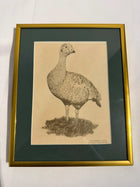 Vintage Australian Wildlife Etching Prints Set of 3 Framed Animal Art - Image 2