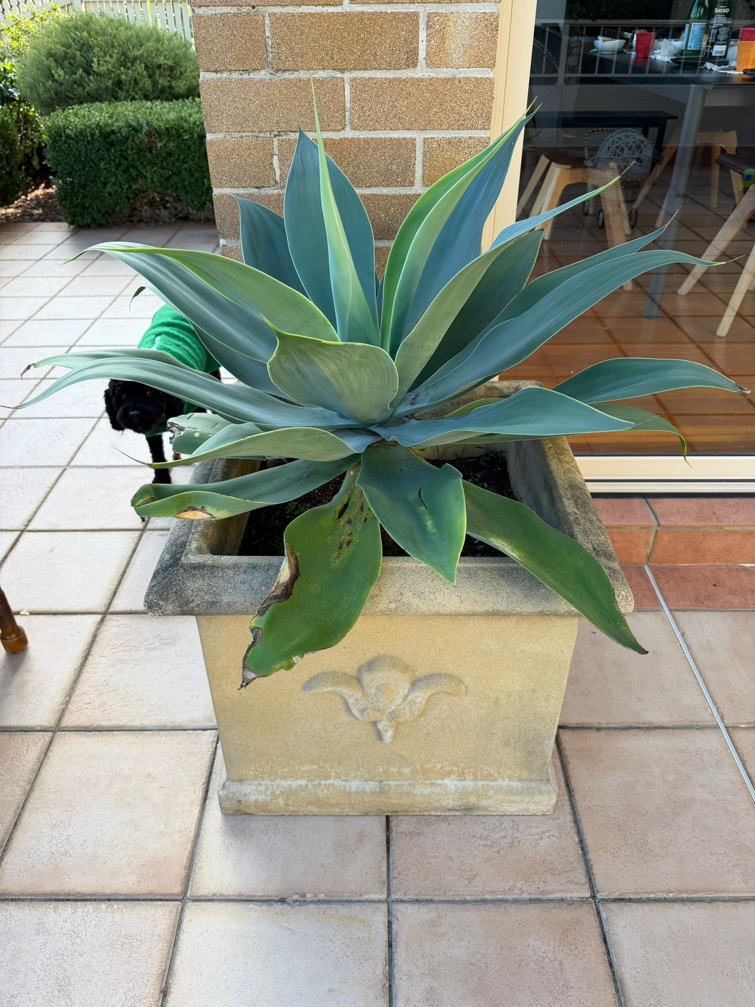 Pair of Large Fleur-de-lis Square Stone-Look Resin Planters with Agave Plants - Image 2