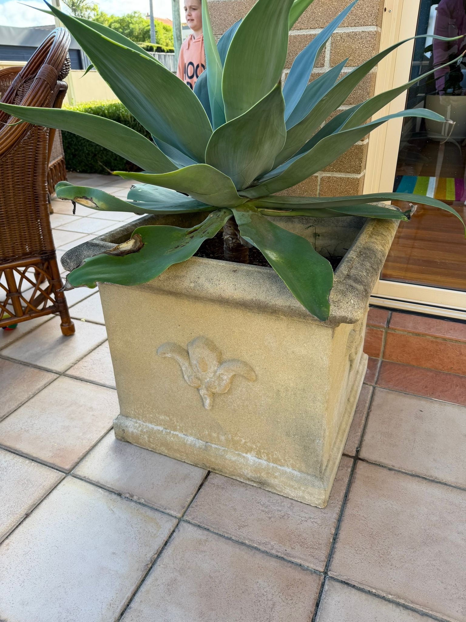 Pair of Large Fleur-de-lis Square Stone-Look Resin Planters with Agave Plants - Image 5
